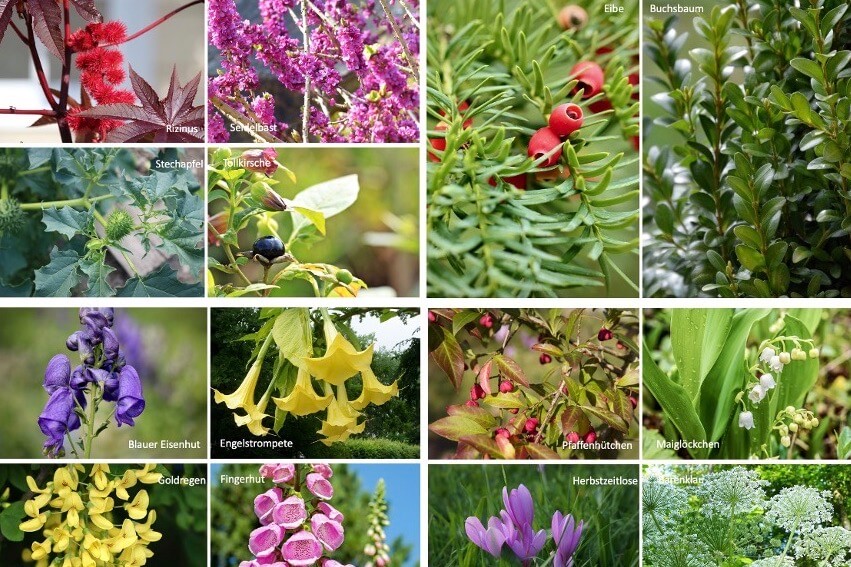 Achtung giftige Pflanzen für Kinder! Diese 14 Pflanzen solltest du im Familiengarten meiden.