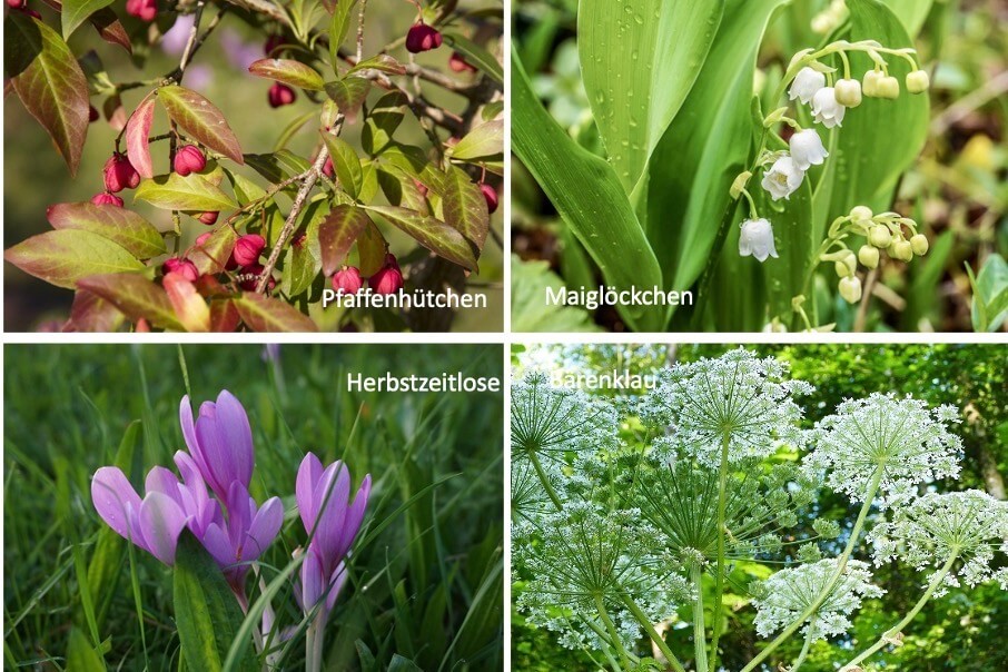 Giftige Pflanzen im Familiengarten