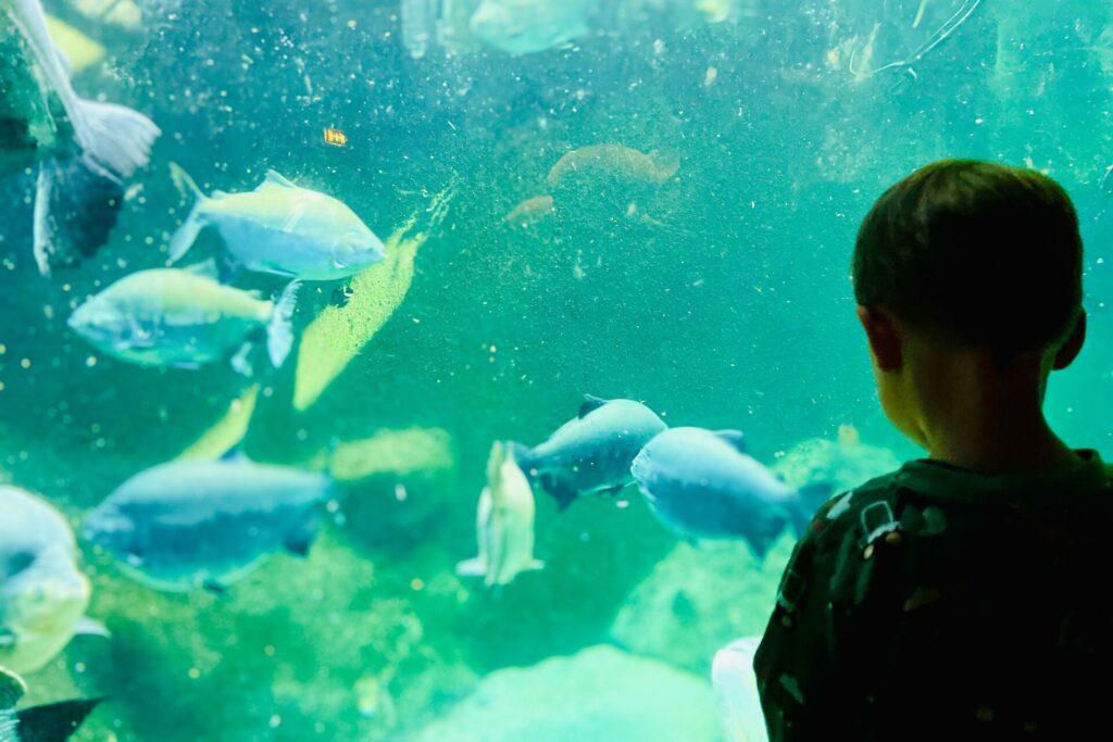 Unterwasserwelt im Odense Zoo